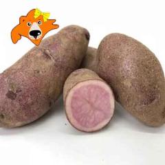 �k�C�� ���Ⴊ���� �m�[�U�����r�[ �k�C���Y ���Ⴊ���� 10kg M����2L�T�C�Y �k�C�� �W���K�C�� ��� ���Ⴊ����