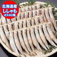 ���������� �k�C�� ������� �������� ������� �I�X �Ⓚ �k�C���Y �{������� �V�V���� �I�X 40�� ������ ����� �V�[�t�[�h �V�V���� 