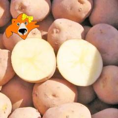  Ⴊ 5kg Ƃ kC WKC |^[W J[ɍœK Ƃ M2LTCY kCY WKC  Ⴊ