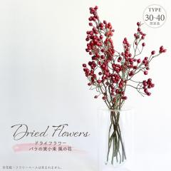 �h���C�t�����[ �o���̎� ���� ���̉� �S����30-40cm ���Y �V�R�f�� �i�`������ �����F ���� �t�� �}�� ���b�h �u���E�� �A�����W�����g 