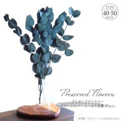 �h���C�t�����[ �v���U�[�u�h�t�����[ ���[�J�� �ۗt ��45g�� ��L40�`50cm �V�R�f�� ���[�t �t�� �}�� �ԍ� �A�����W�����g �O���[ �O��