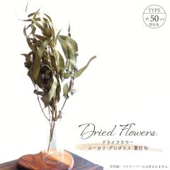 �h���C�t�����[ ���[�J�� �O���{���X �t�t �i�`������ �S����50cm �V�R�f�� ���[�t �t�� �}�� ���� ��n�_�� �O���[�� �� �A�����W�����g