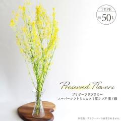 �h���C�t�����[ �v���U�[�u�h�t�����[ �X�[�p�[�\�t�g�~�j�J�X�~�� �t���A ���E�� �S����50cm �C�G���[�E�O���[�� �~�b�N�X �����ݑ� ��