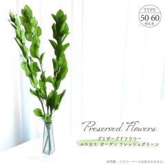 �h���C�t�����[ �v���U�[�u�h�t�����[ ���X�J�X�K�[�f�� �t���b�V���O���[�� 3�{���� ��L50�`60cm �V�R�f�� ���[�t �t�� �}�� �ԍ� �A��