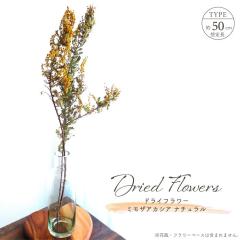 �h���C�t�����[ �~���U �A�J�V�A �i�`������ �S����50cm �V�R�f�� ���[�t �ԕ� �t�� �}�� ��n�_�� �C�G���[ �I�����W �A�����W�����g �C