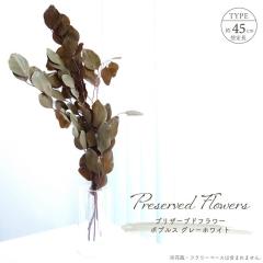 �h���C�t�����[ �v���U�[�u�h�t�����[ �|�v���X 40g�� ��L45cm �z���C�g�E�H�b�V�� �V�R�f�� ���[�t �t�� �}�� �ԍ� �A�����W�����g �O��