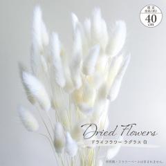 �h���C�t�����[ ���O���X �� 15g���� �S����40cm ��n�_�� �z���C�g �t�� �}�� �}���� �i�`������ �V�R�f�� ���R�f�� �h���C�f�� �C���e