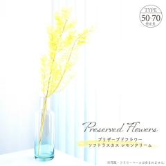 �h���C�t�����[ �v���U�[�u�h�t�����[ �\�t�g���X�J�X �������N���[�� 25g�� ��L50�`70cm �V�R�f�� ���[�t �t�� �ԍ� �A�����W�����g ��