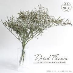 �h���C�t�����[ ���̉� �^�^���J 40g���� �S����20�`35cm �M�B�Y �f�����T ���^�̉� ��/�� �i�`������ �V�R�f�� ���R�f�� �h���C�f�� ��