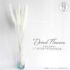 �h���C�t�����[ �e�[�����[�h �� 10�{���� �S����75cm ��n�_�� �z���C�g �t�� �}�� �}���� �i�`������ �V�R�f�� ���R�f�� �h���C�f�� �C