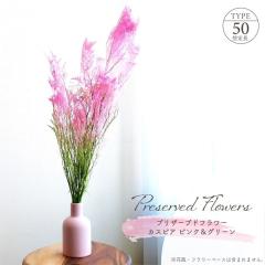 �h���C�t�����[ �v���U�[�u�h�t�����[ �J�X�s�A �s���N&�O���[�� �S����50cm �V�R�f�� ��n�_�� �O���f�[�V���� �A�����W�� �C���e���A