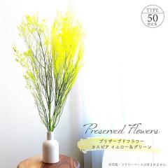 �h���C�t�����[ �v���U�[�u�h�t�����[ �J�X�s�A �C�G���[&�O���[�� �S����50cm �V�R�f�� ��n�_�� �O���f�[�V���� �A�����W�� �C���e���A