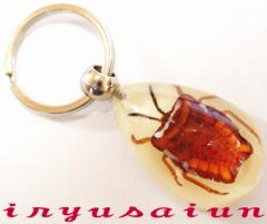 C`JV c Specimen key ring  W{ L[z_[ Vi v[g Mtg  pI Зʉ_ʔ