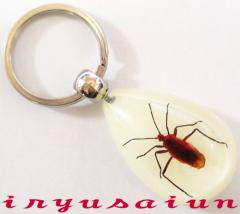 zVJV Specimen key ring  W{ L[z_[ Vi v[g Mtg  pI Зʉ_ʔ