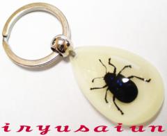 Ou[̗t b Specimen key ring  W{ L[z_[ Vi v[g Mtg  pI Зʉ_ʔ