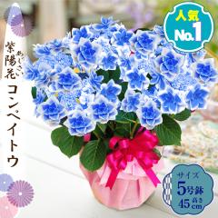 ��̓� ���� �M�t�g 2026 �� �A�W�T�C ���A�� �R���y�C�g�E ���z�ԃZ���N�V���� ���� �v���[���g �������� �� �� ��̓����b�s���O ��