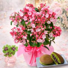 ��̓� 2026 �� �v���[���g �M�t�g �J���~�A���A���Ɩ����ǂ�Ă��Z�b�g �a�َq �������� �J�[�l�[�V�����ȊO�̂���