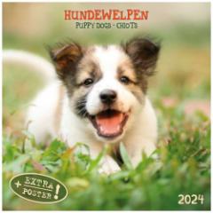 artwork STUDIOS 2024 Calendar Ǌ|J_[2024N Puppy Dogs/Hundewelpen  CeA ߘa6N