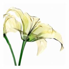LoXA[g Petit Canvas Art Lily flower 300x300mm Mtg Ǌ| CeA i