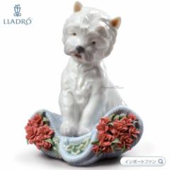 h q  XyVo[W [NVeA J[l[V u 01008065 LLADRO Playful Character Type 164 Mt