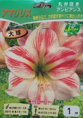 アマリリスamaryllis お店のカテゴリ Gardeners Shop Ivyネットショッピング 通販はau Pay マーケット