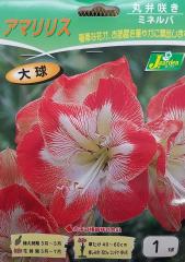 アマリリスamaryllis お店のカテゴリ Gardeners Shop Ivyネットショッピング 通販はau Pay マーケット