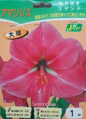 アマリリスamaryllis お店のカテゴリ Gardeners Shop Ivyネットショッピング 通販はau Pay マーケット