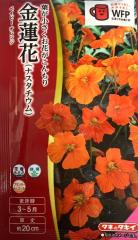 �Ԏ�q ���@�ԁi�i�X�^�`�E���j�x�C�r�[�I�����W �^�L�C��c�̃^�l