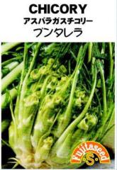 ��؎�q CHICORY �A�X�p���K�X�`�R���[ �v���^���� ���c��q�̃^�l