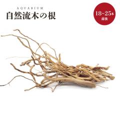 �A�N�A���E�� ���� �[Ver4�[ ���R�̗��؂̍� �؂̍� 1��50g�Z�b�g �ɍ׃��[�c�E�b�h �`�󂨔C���^�C�v 15�`30cm �ɍח��� �����B�e �e��