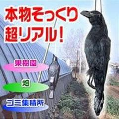 ���Q �{���\�b�N���J���X �C���K���X 1�C