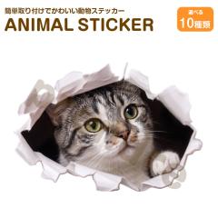 �L �X�e�b�J�[ �}���`�J�� ������`������L ���킢�� ���� �A�j�}�� �V�[�� �J�[�X�e�b�J�[ �h���X�A�b�v �� �o�C�N �J�[�p�i ���B��