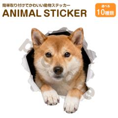 �� �X�e�b�J�[ �Č� �������яo�錢 ���킢�� ���� �A�j�}�� �V�[�� �J�[�X�e�b�J�[ �h���X�A�b�v �� �o�C�N �J�[�p�i ���B��