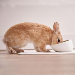 �A�h���C�g �������p�H�� �H�ׂ��ڂ��ɂ������퐻���r�b�g�f�B�b�V�� Add.mate