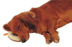 �y�e�B�I zuttone �����Ƃ� �V�����p ������\�h�N�b�V���� �h�[�i�c�^ �� 2�� �}�b�g �N�b�V���� �� ���� ���p ���^���̓����E��