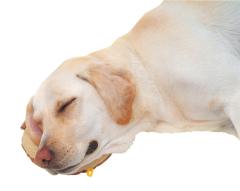 �y�e�B�I zuttone �����Ƃ� �V�����p ������\�h�N�b�V���� �h�[�i�c�^ �� �}�b�g �N�b�V���� �� ���� ���p ���E��^���̓����E���E