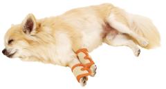 �y�e�B�I zuttone �����Ƃ� �V�����p ������\�h�T�|�[�^�[ �� �T�|�[�^�[ ���p�i �� �V�j�A���`���� ���p ���̏�����\�h��֐߂�