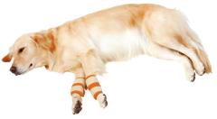 �y�e�B�I zuttone �����Ƃ� �V�����p ������\�h�T�|�[�^�[ �� �T�|�[�^�[ ���p�i �� �V�j�A���`���� ���p ���̏�����\�h��֐߂�