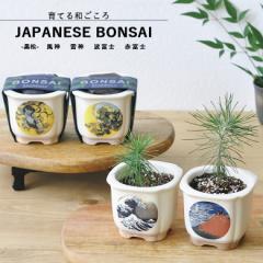 ƒ뉀 GD-640 JAPANESE BONSAI  ~ 4ނ畿Iׂ܂ V|