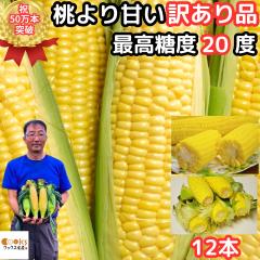 とうもろこし わけあり 桃より甘い 2L-L混合 12本 朝採 甘い シリーズ累計50万本突破 県外不出 生で食べれるとうもろこ