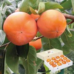 xL`i2L~12ʁjypht@[zyɂEszynЂ̃EC^[Mtgz