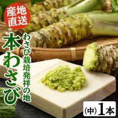 �킳�э͔|���˂̒n�u�L���؁v�̖{�킳�с@���T�C�Y1�{�i40g�`60g�j ���T�r �R�� �É� �L���� ��������