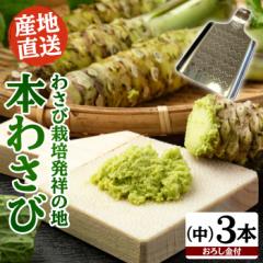 �킳�э͔|���˂̒n�u�L���؁v�̖{�킳�с@���T�C�Y3�{�Ƃ��ߋg�i�~�j�j�Z�b�g ���T�r �R�� �{�킳�� ���킳�� �É� �L���� ��������