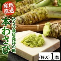 �킳�э͔|���˂̒n�u�L���؁v�̖{�킳�с@����T�C�Y1�{�i1�{100g�ȏ�j ���킳�� �����T�r �{�킳�� ���T�r �R�� �É� �L���� ��������