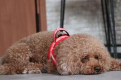 Hakusan[ハクサン]｜お店のカテゴリ｜1stDogCafeネットショッピング