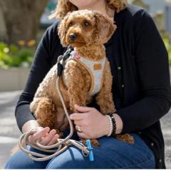 �X�C�X�f�U�C���yCurli�z�y�J�[���[�z �H�~�t�F���g�x�X�g�n�[�l�X�E�N���X�v�E�A���p�C���yCLASP/ALPINE�zS�`M