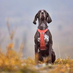 �t�B�������h�̃h�b�O�u�����h�yHurtta�z�y�t���b�^�z�E���[�o�[�n�[�l�X�@���^�A��^���p