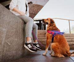 �yJulius K9���{���㗝�X���c�X�z�y���������z�yJulius-K9�z�����E�X�P�[�i�C���EJK9 �X�g���[�g�n�[�l�X�@��^��