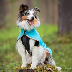 �t�B�������h�̃h�b�O�u�����h�yPomppa�z�y�|���b�p�z�E�h�b�O�W���P�b�g�ySportti Pomppa�z���E��^���p