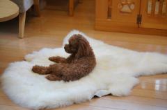  ���{�����[�g���@�V�[�v�X�L���y�t�@�[�X�g���[�g���z �ʏ�^�C�v